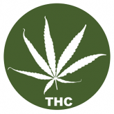 Hanfsamen mit hohem THC