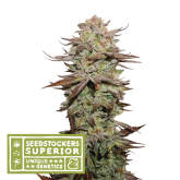 Sticky Fingers - Seedstockers Superior