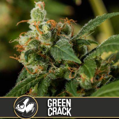 Green Crack (America) - Blimburn