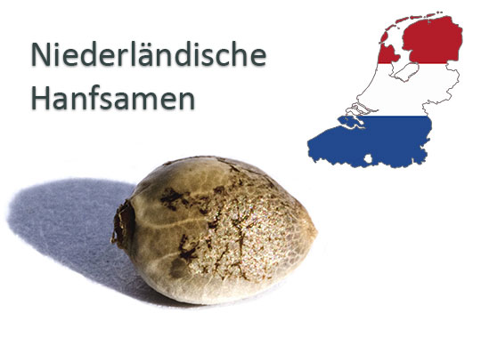 Niederländische-Hanfsamen